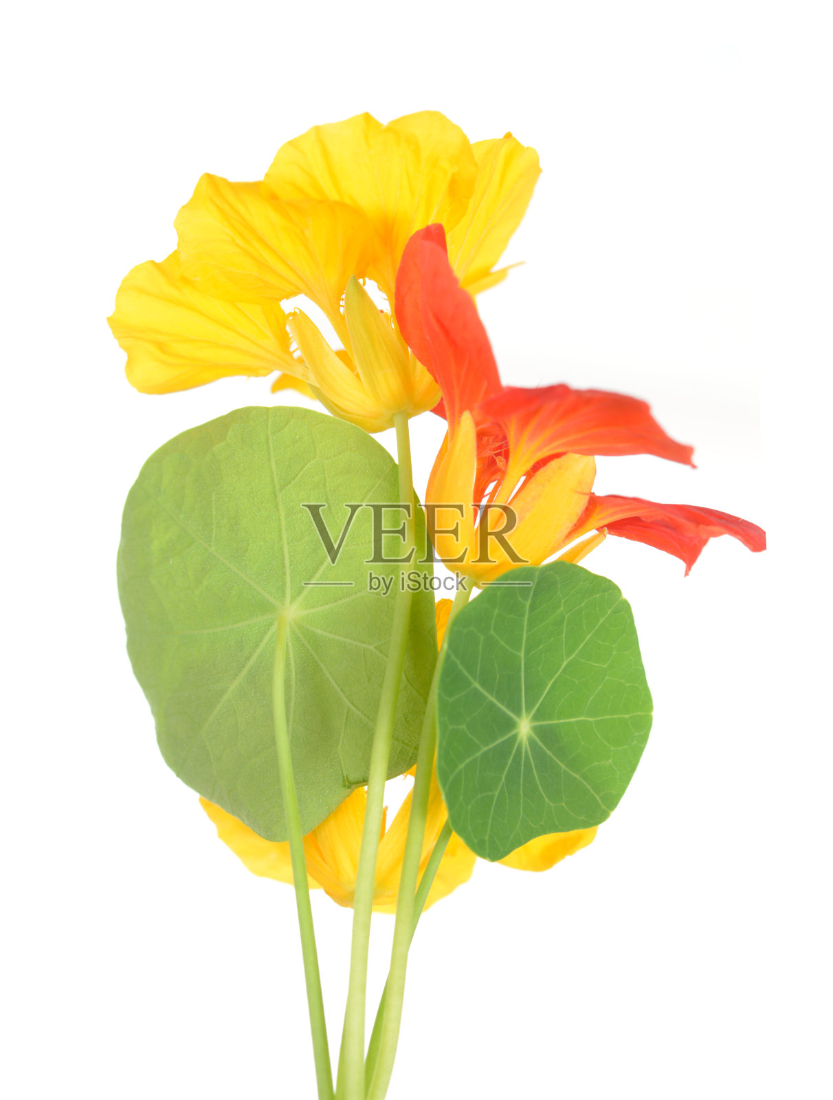 旱金莲花照片摄影图片