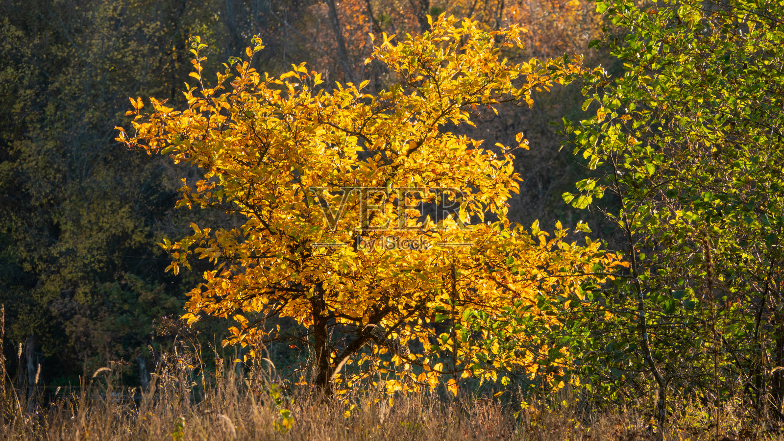 树上覆盖着五颜六色的落叶。照片摄影图片