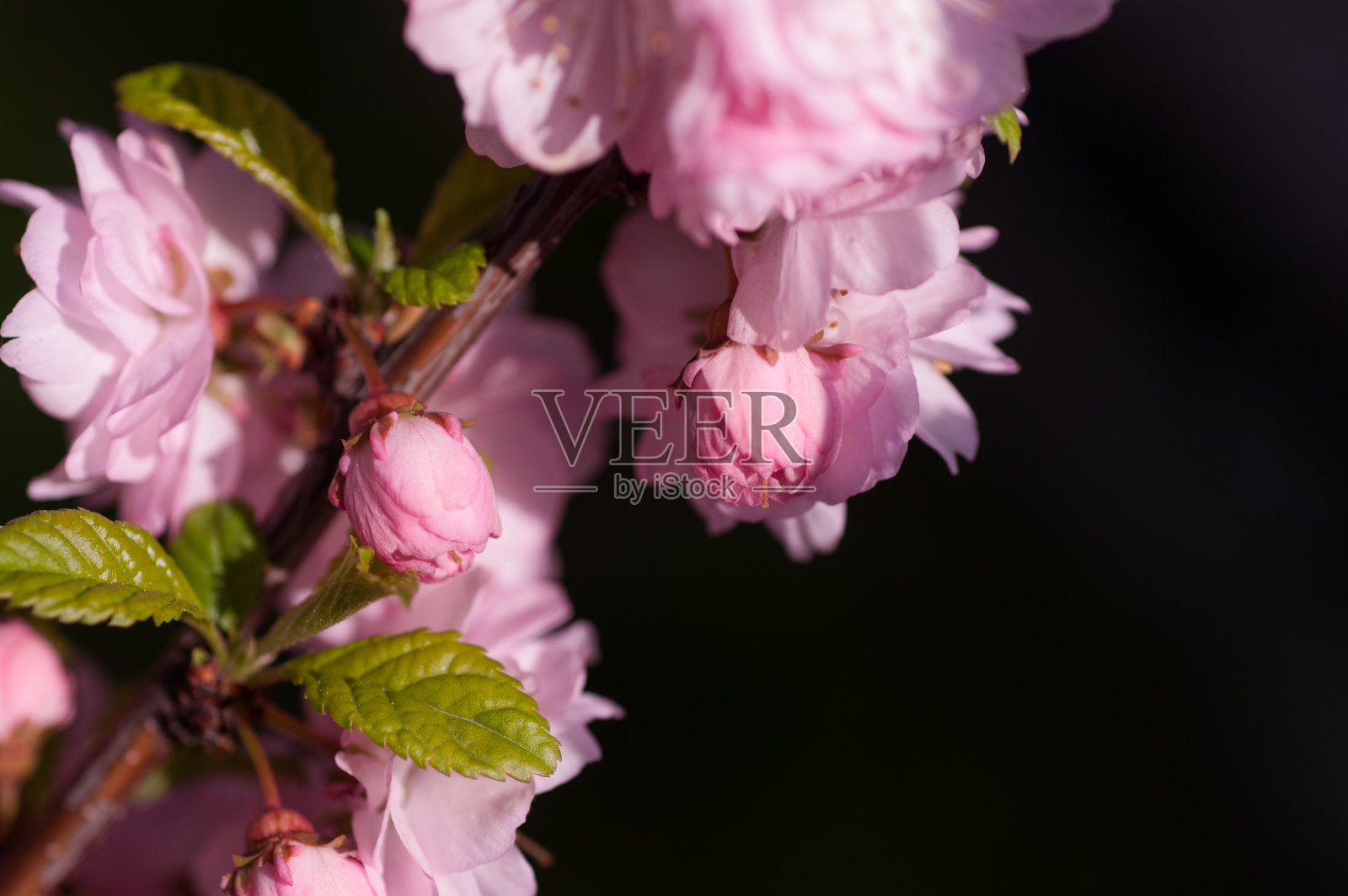 春天盛开的李枝照片摄影图片