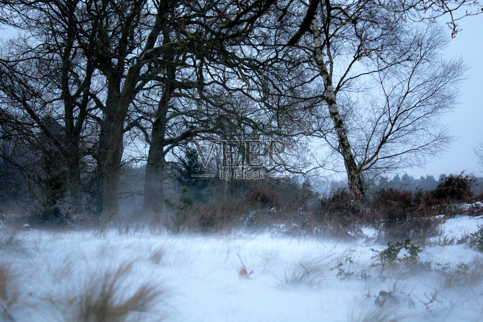 下雪的森林照片摄影图片