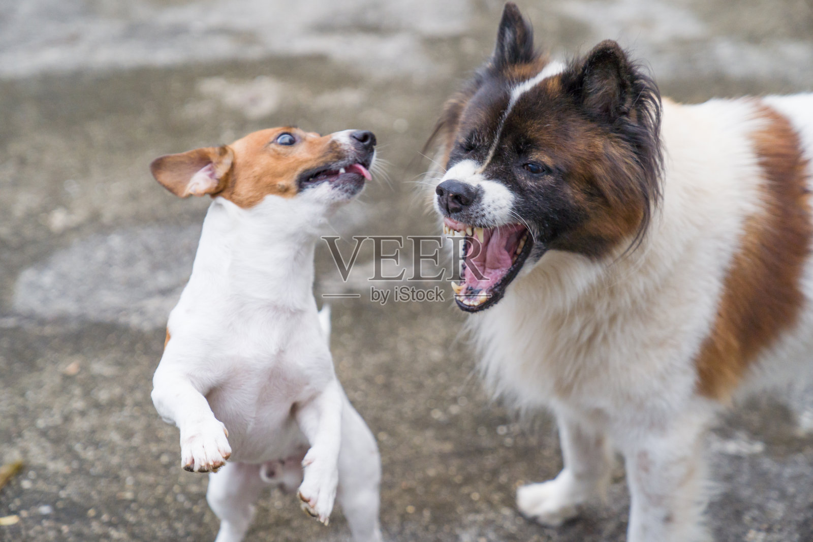 年轻顽皮的狗咆哮散步和玩好玩的杰克罗素梗宠物和侵略性的曼谷狗在室外花园在房子照片摄影图片