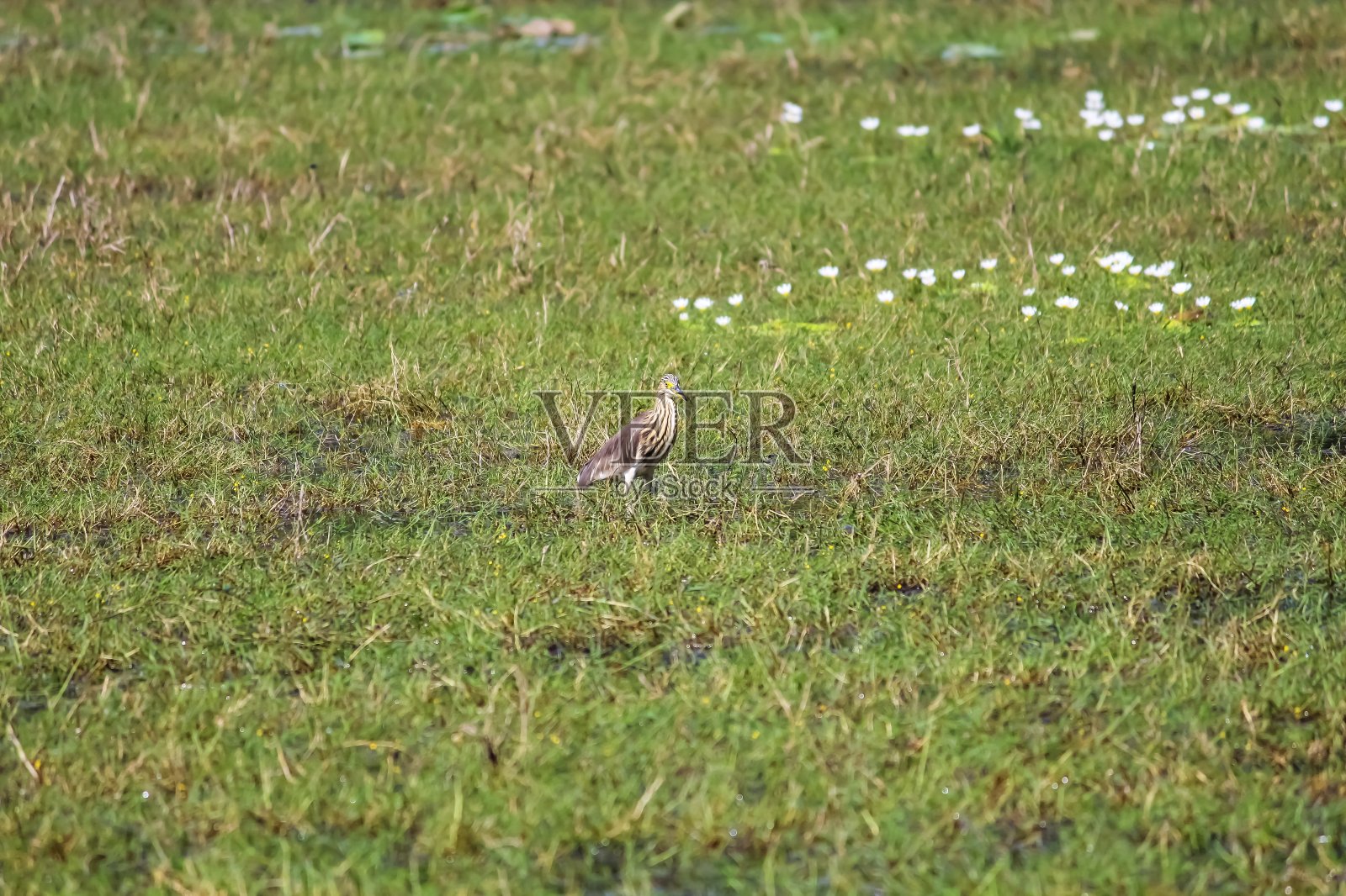 池塘鹭鸟照片摄影图片