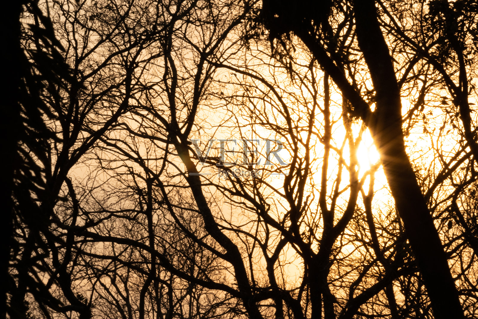 日落的小鸟照片摄影图片