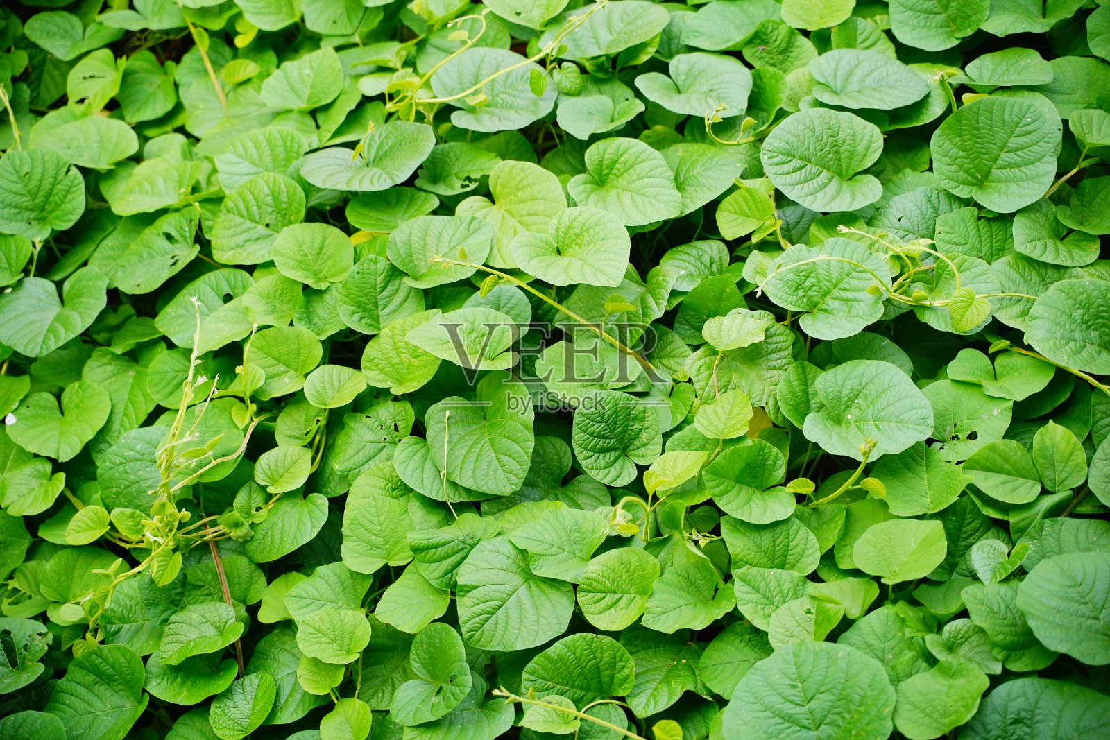 绿色常春藤叶背景纹理照片摄影图片