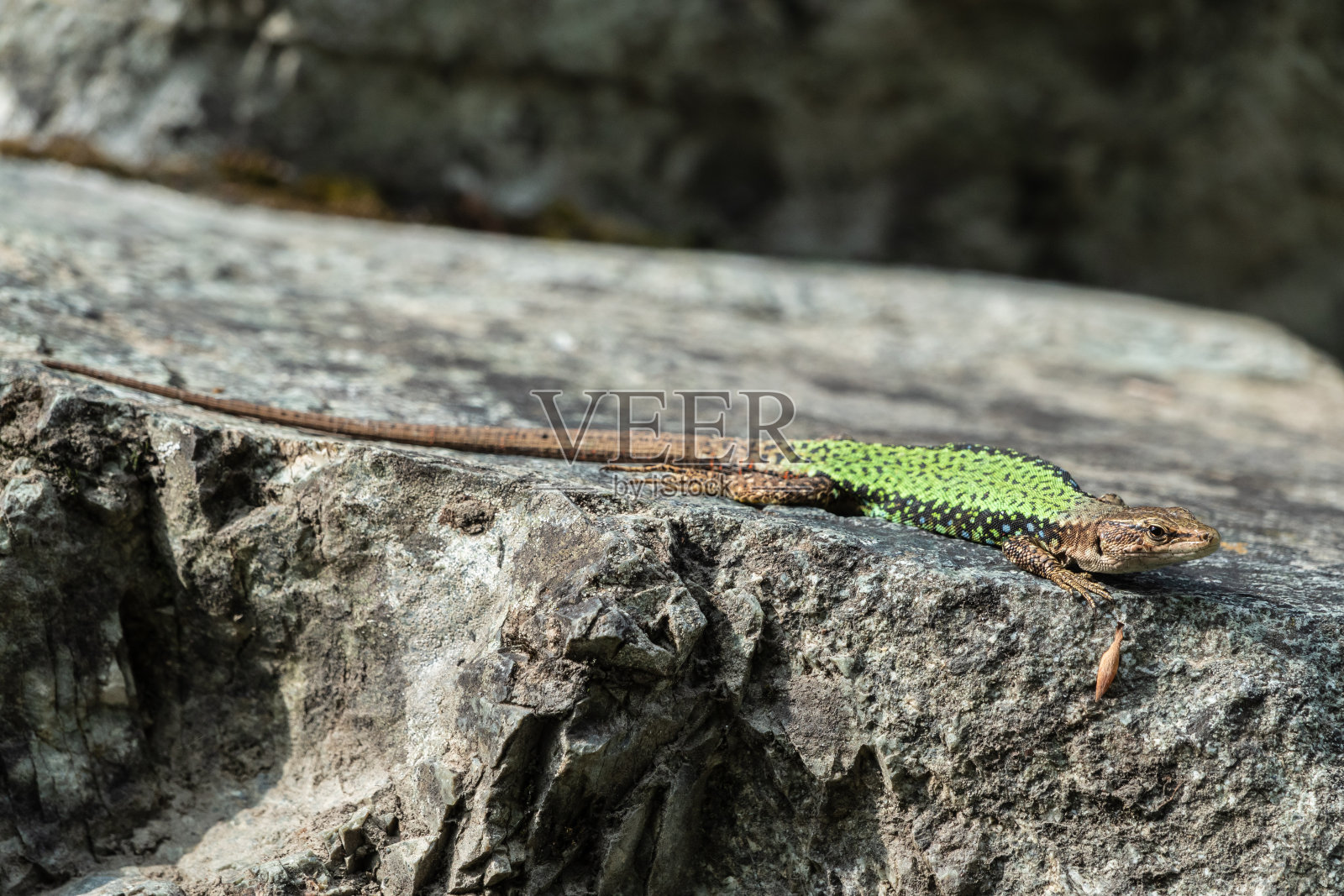 绿色的蜥蜴爬在石崖上照片摄影图片