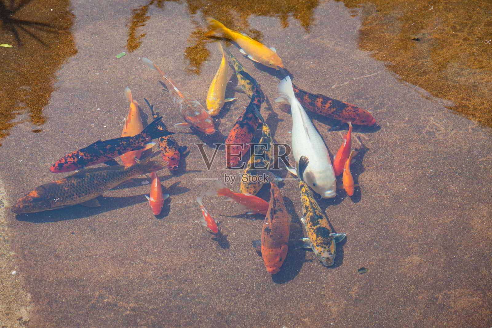 锦鲤鱼塘在阳光灿烂的日子照片摄影图片