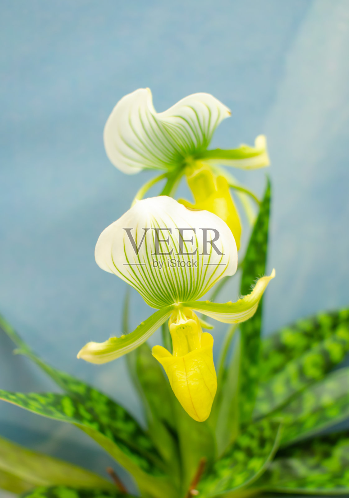 帕菲奥皮杜姆安苏姆照片摄影图片