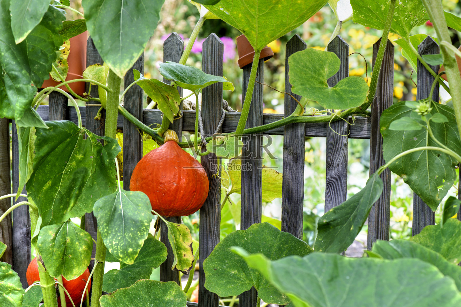 南瓜,北海道照片摄影图片