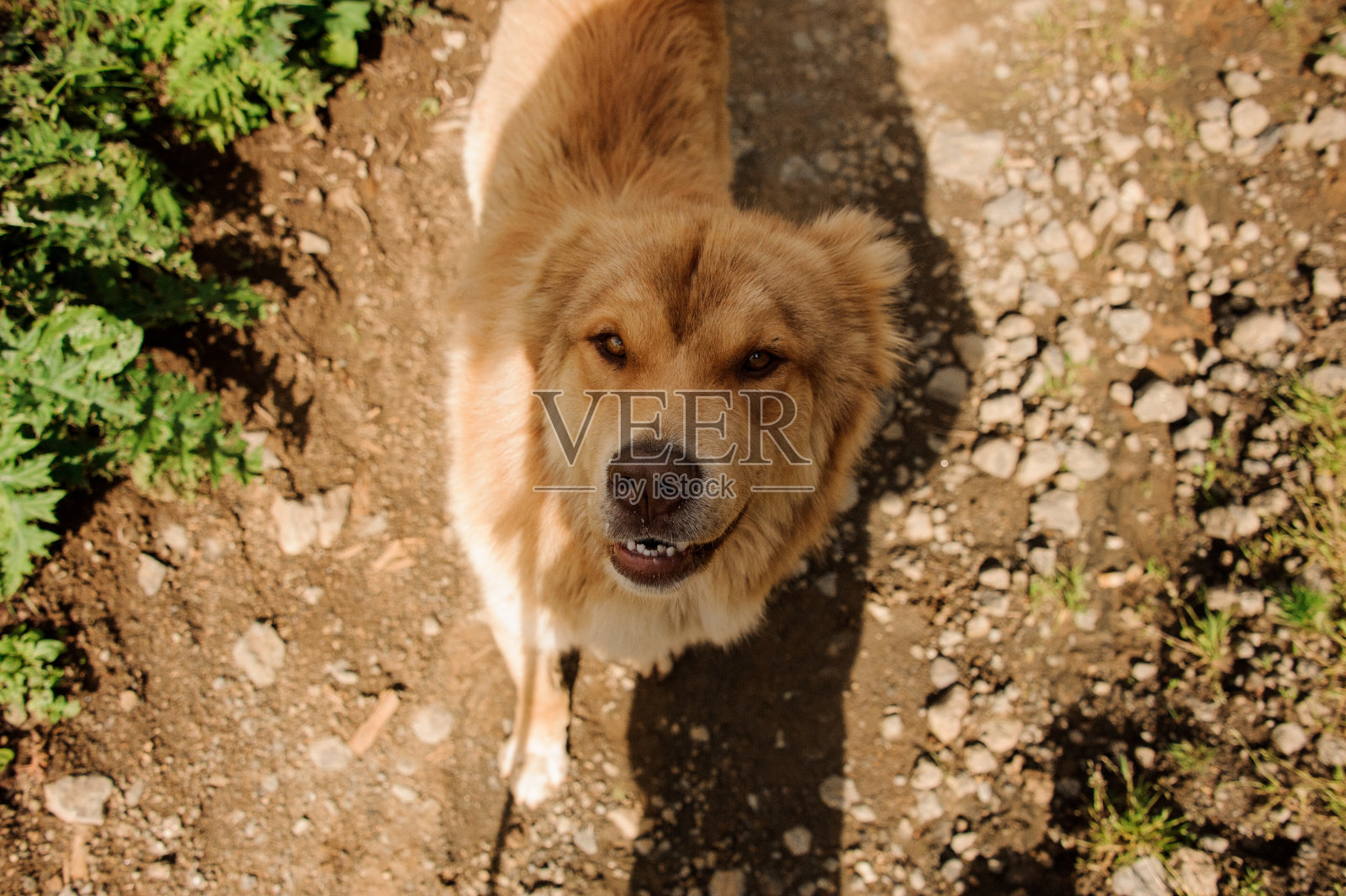 快乐的小姜狗看着马路上的摄像头照片摄影图片