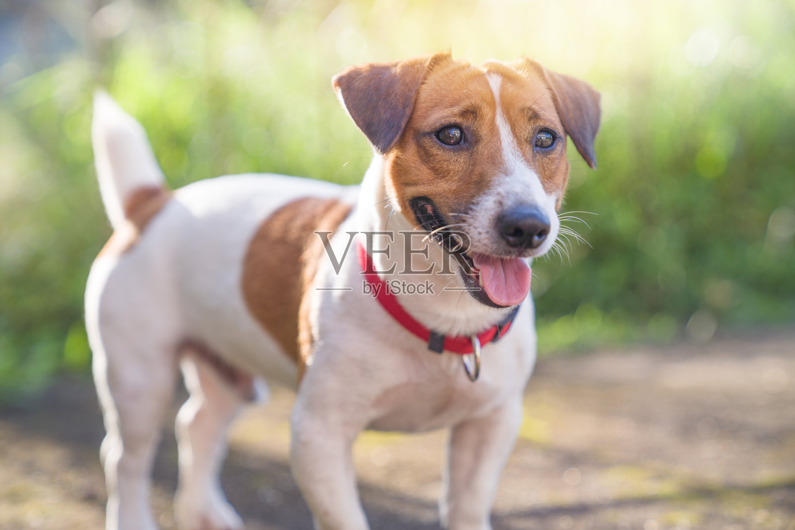 快乐快乐和顽皮的杰克罗素狗放松和休息在娇娇花园在公园的户外和外面的暑假假期照片摄影图片
