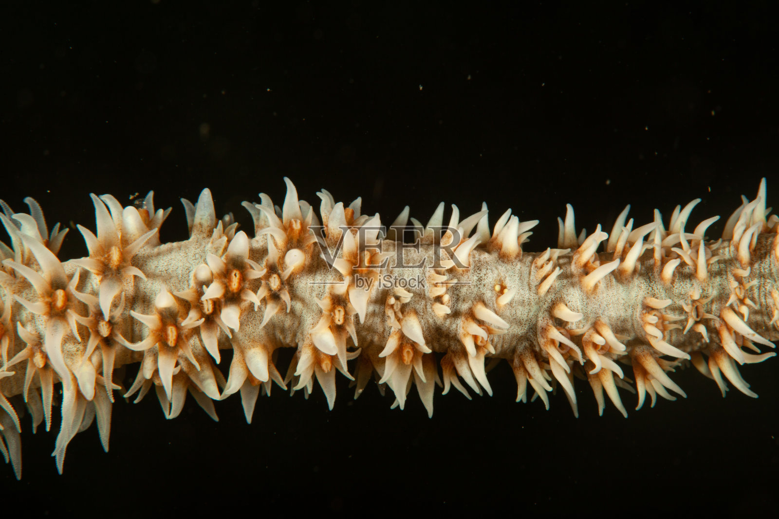 热带水族馆,热带水域海葵大近距离触须照片摄影图片