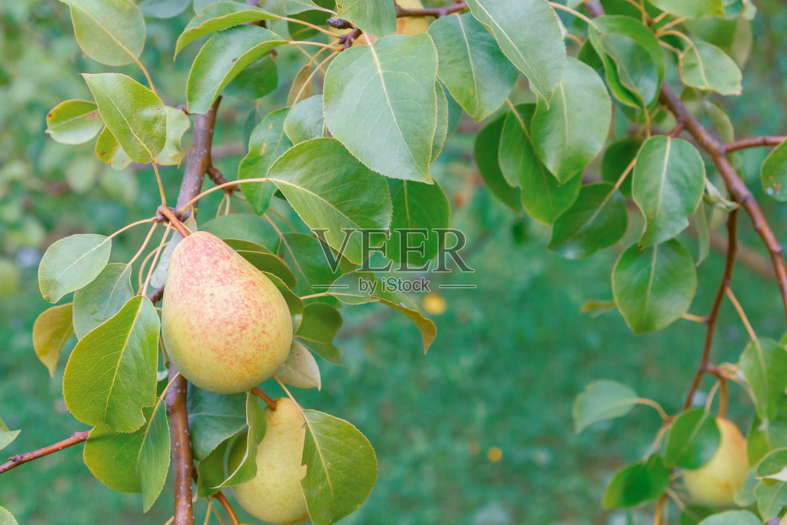 梨子挂在树上,在夏末成熟照片摄影图片