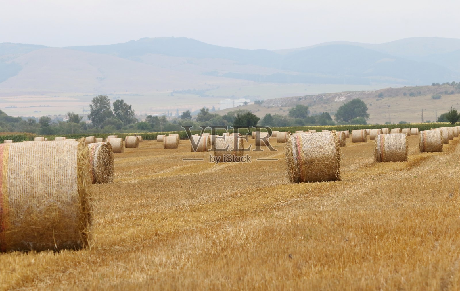 割下来滚过的干草捆躺在地里照片摄影图片