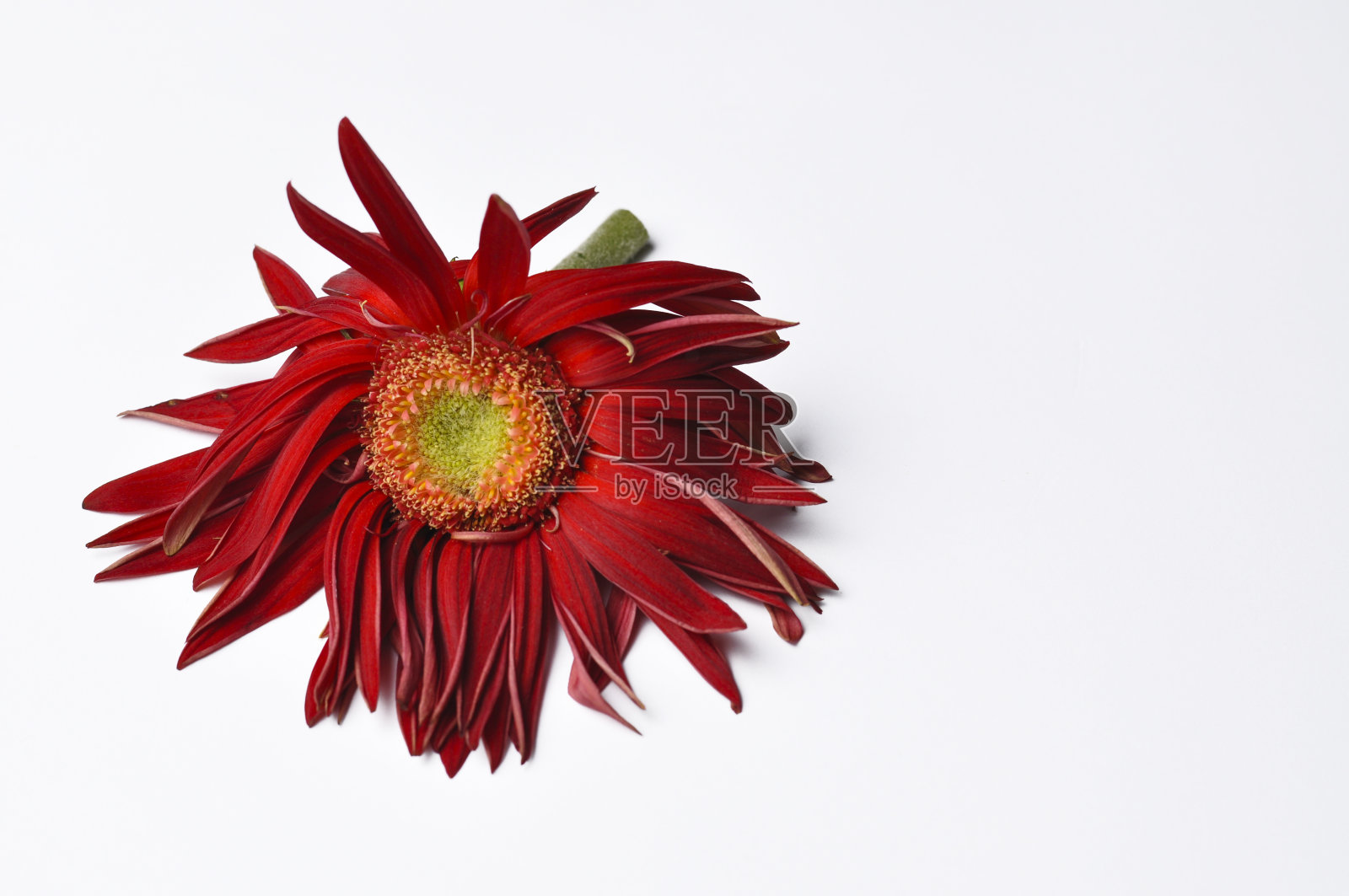 美丽的大红花戈贝尔与花瓣在白色的背景。Flower Gerber,拷贝空间照片摄影图片