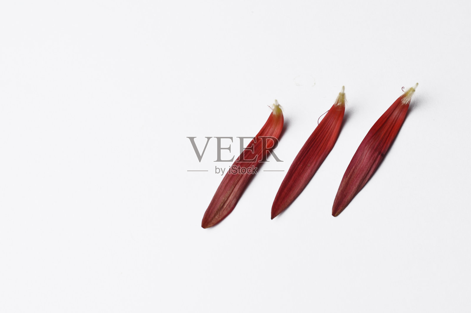 美丽的红色花瓣孤立在白色的背景照片摄影图片