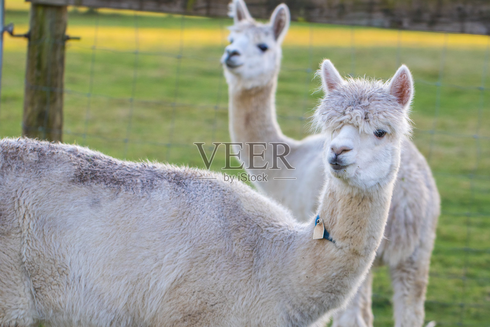 农场里可爱的羊驼。美丽而有趣的动物来自(Vicugna pacos)是一种南美洲骆驼。照片摄影图片