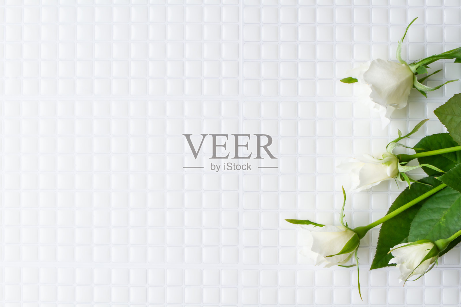 白玫瑰框架照片摄影图片