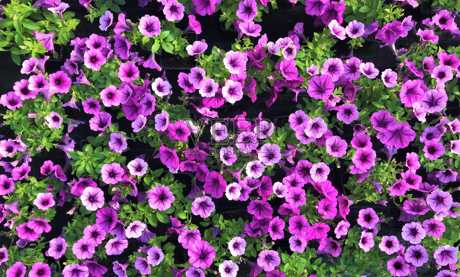 温室里铺着淡紫色、带绿叶的矮牵牛花地毯照片摄影图片