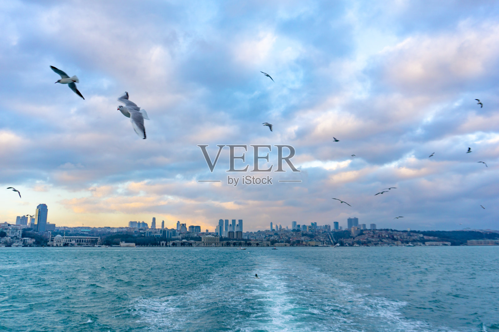 海鸥飞过大海照片摄影图片