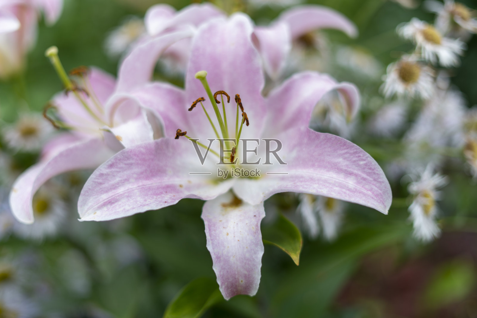 美丽的百合花在绿叶的背景上。长花百合是花园里的花。背景纹理植物火百合与橙色芽。意象植物盛开的橙色热带花虎莲照片摄影图片