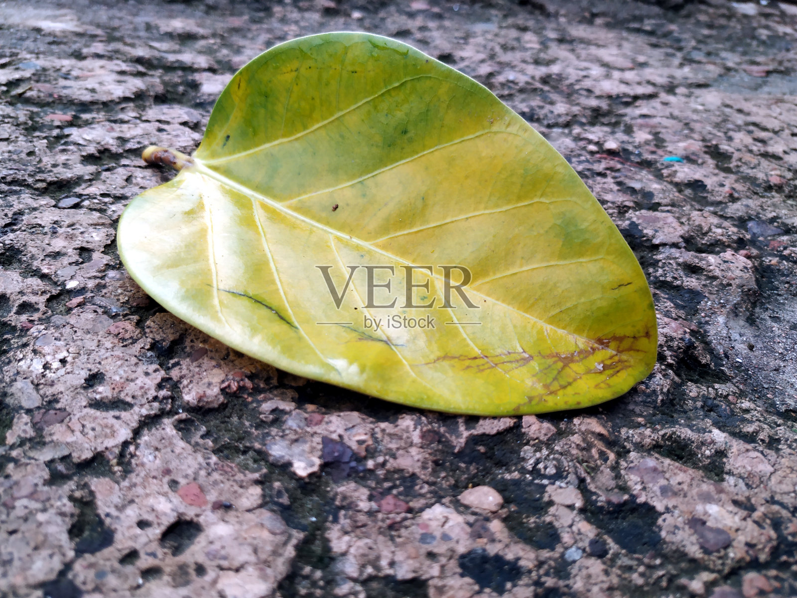 榕树的叶子照片摄影图片