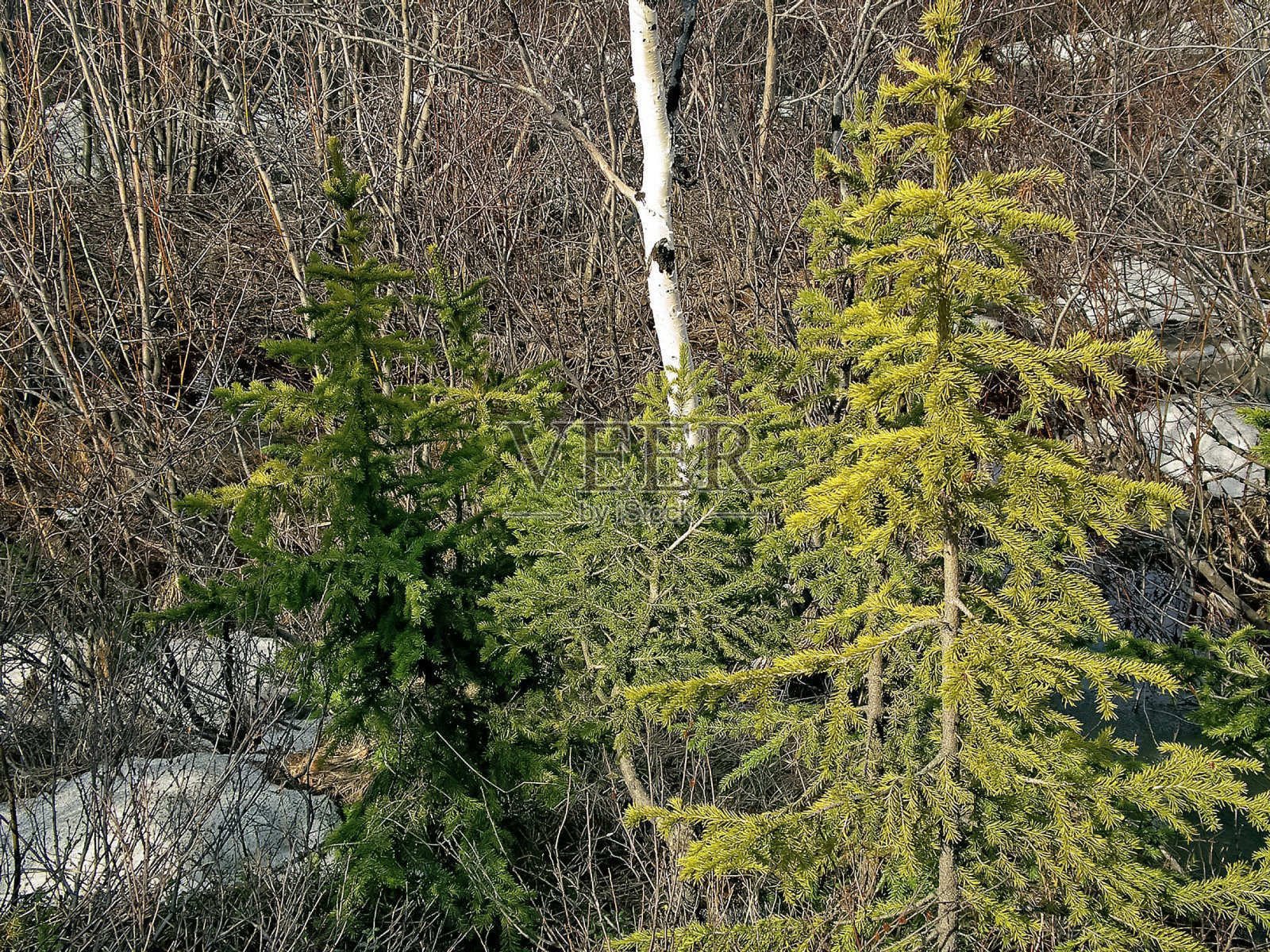树就是树。松针的树枝。针的松树。照片摄影图片