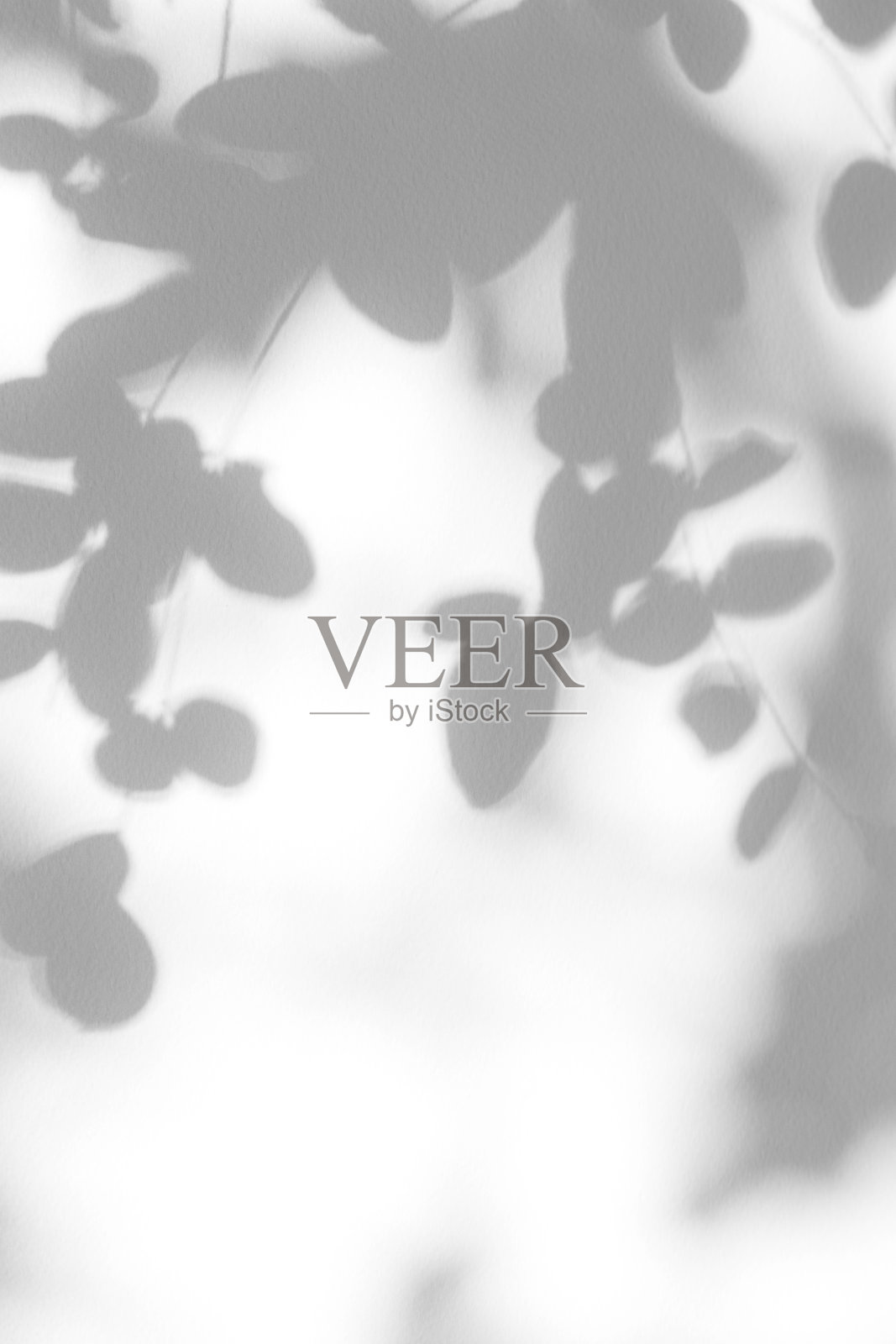 白色墙壁上灰色的叶子影子。照片摄影图片