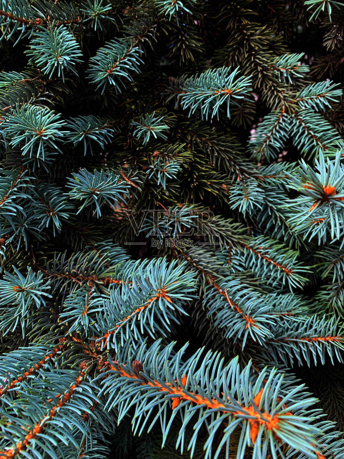 蓝色云杉枝,照片背景。照片摄影图片