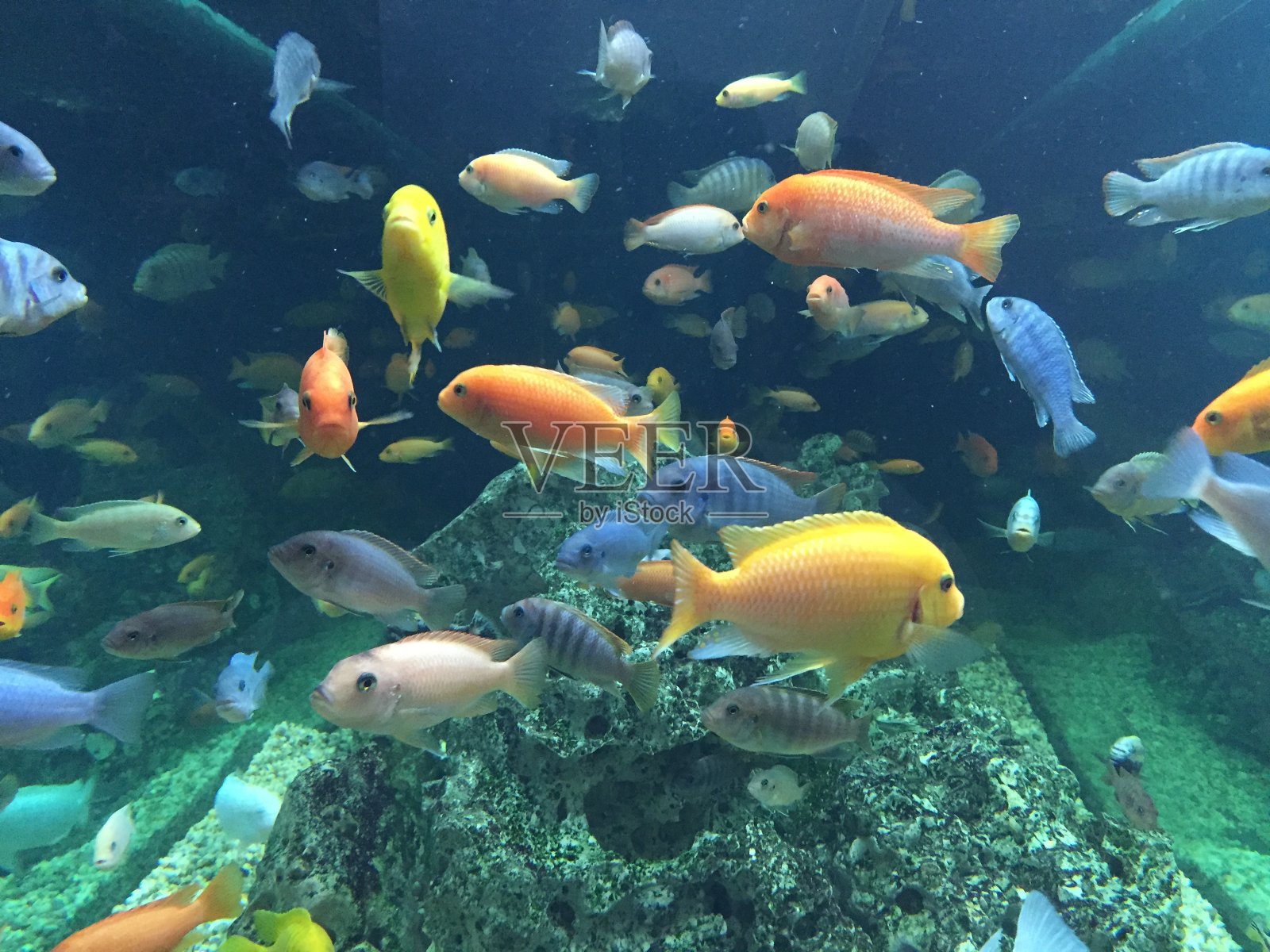 水下彩色鱼照片摄影图片