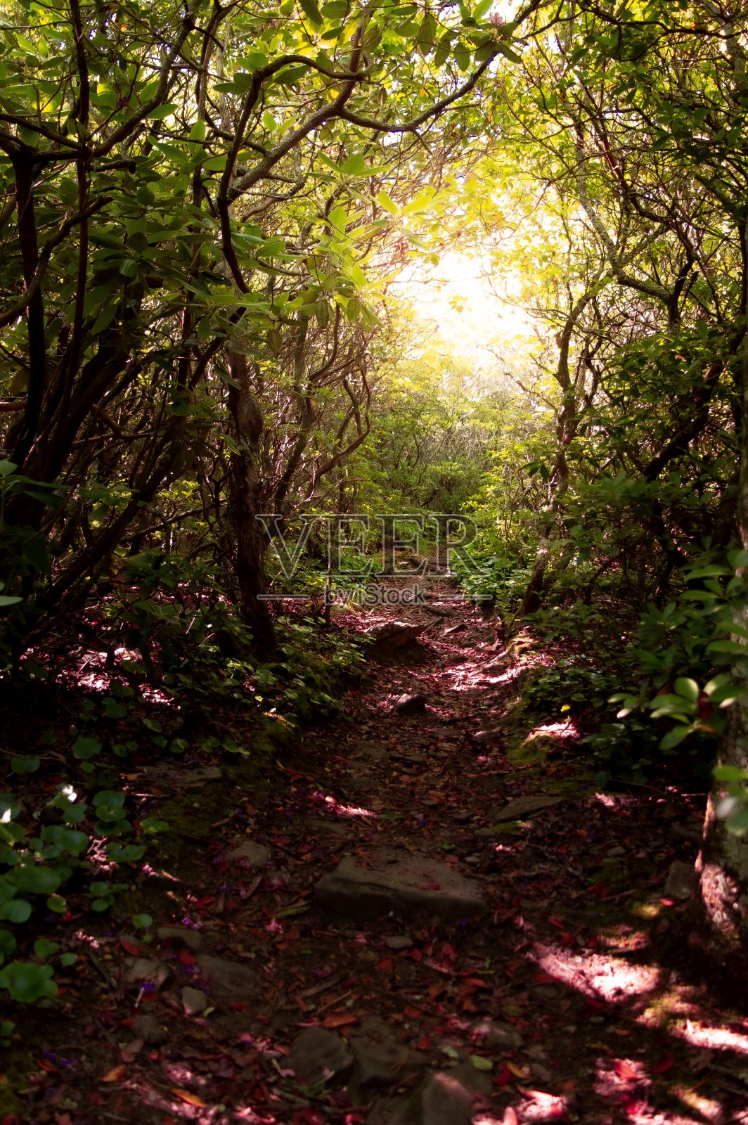野猫山的阿巴拉契亚小道照片摄影图片