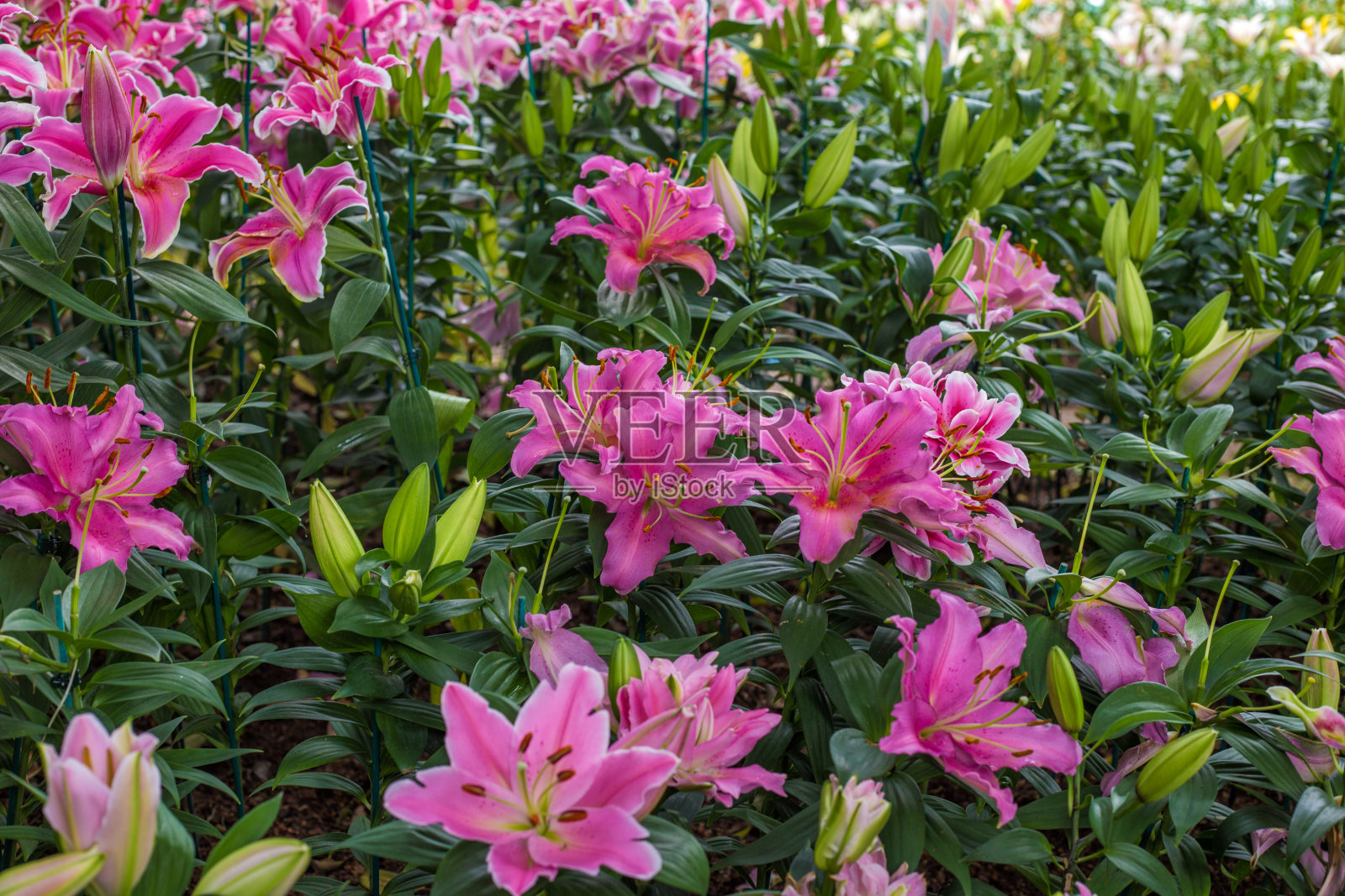 冬天植物园里的粉红色的百合照片摄影图片