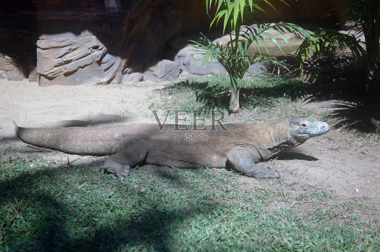 科莫多巨蜥照片摄影图片