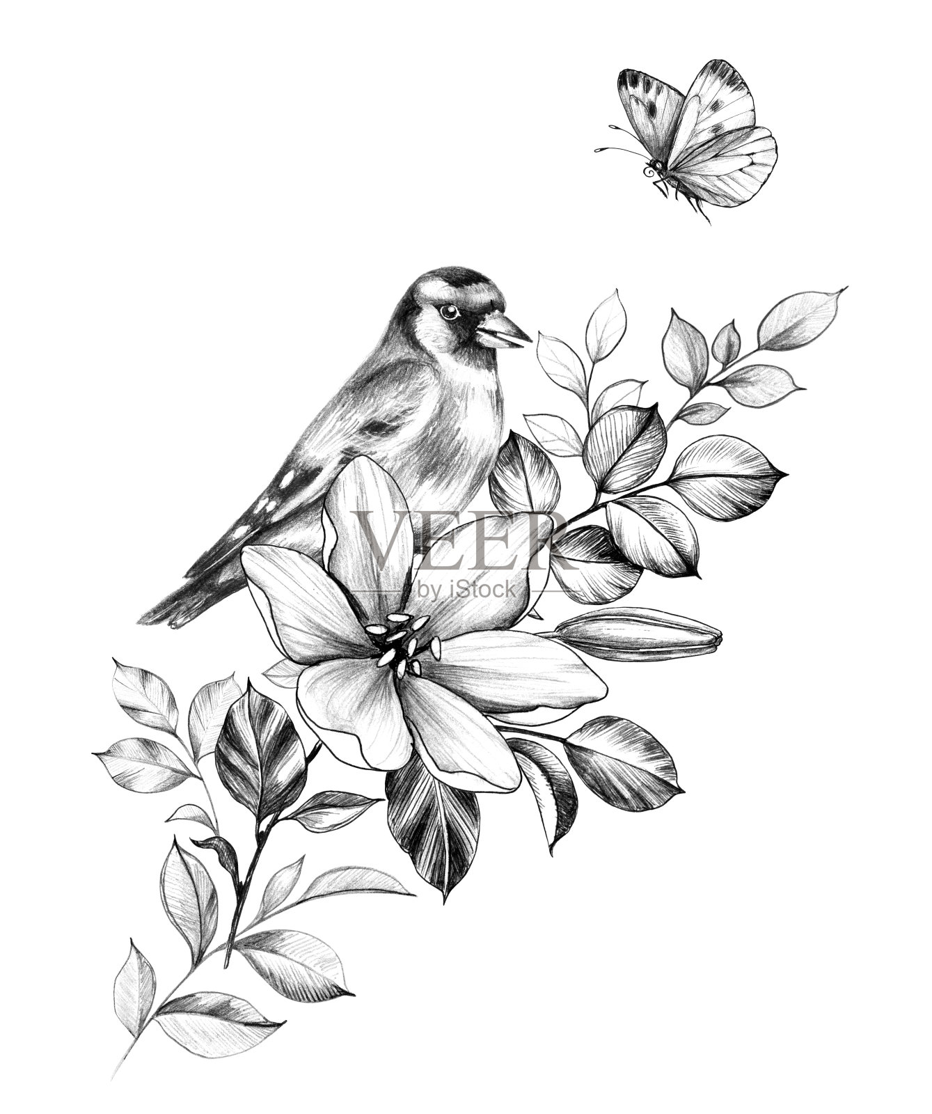 金翅雀坐在有花的树枝上插画图片素材