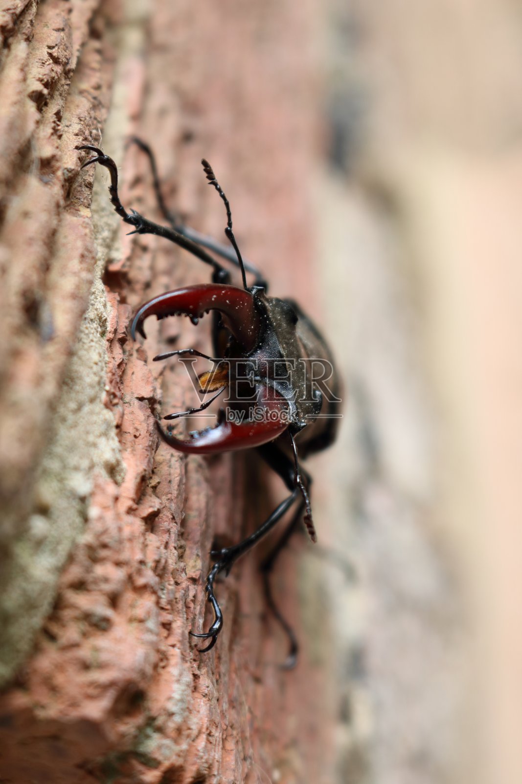 鹿角虫照片摄影图片