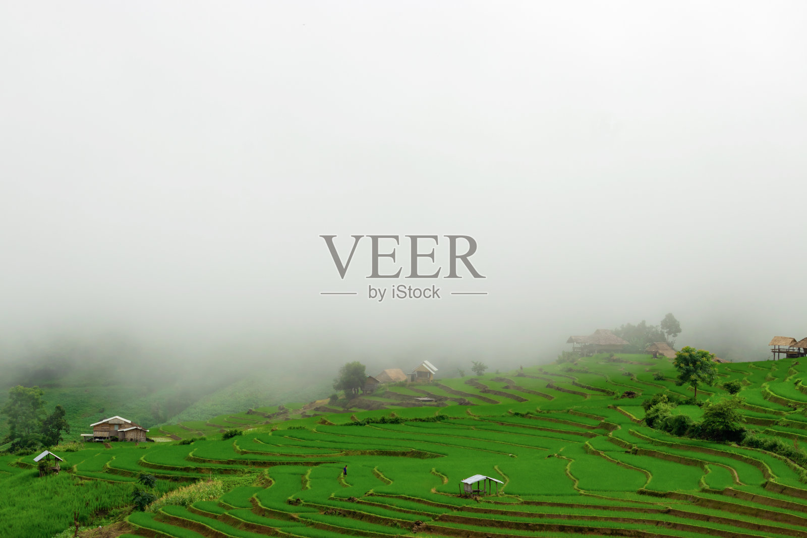 绿色梯田Pa Pong Pieng, Mae Chaem,清迈,泰国照片摄影图片