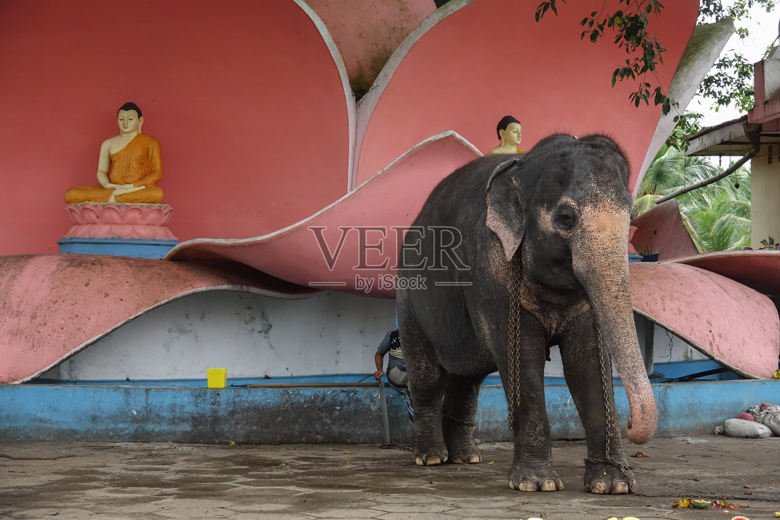 大象在斯里兰卡康帝威哈拉雅寺的领土上照片摄影图片