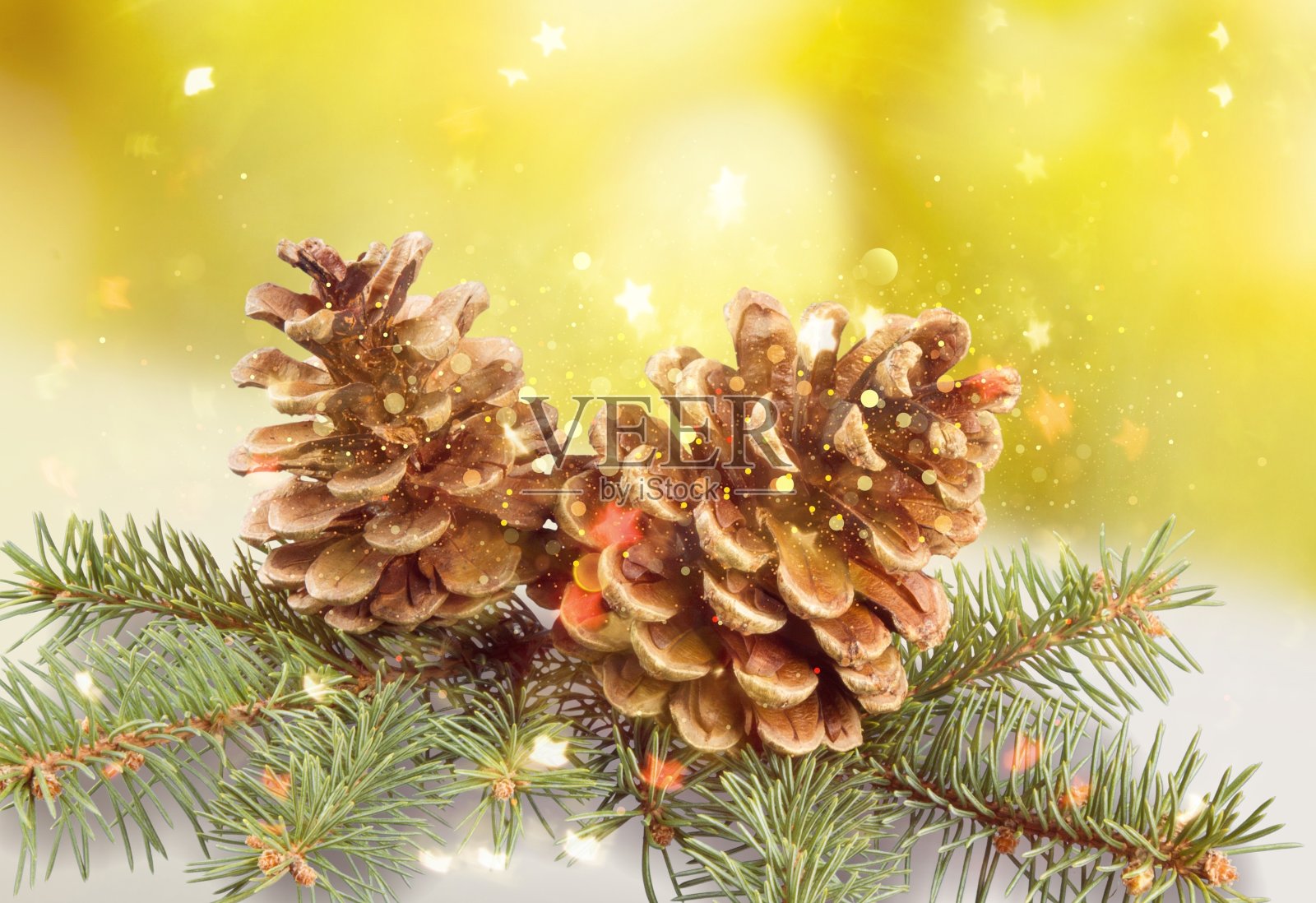 松树。照片摄影图片