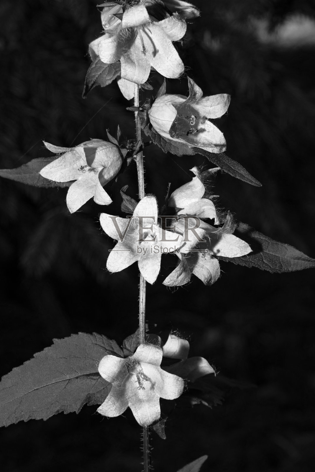 美丽的魁北克花照片摄影图片