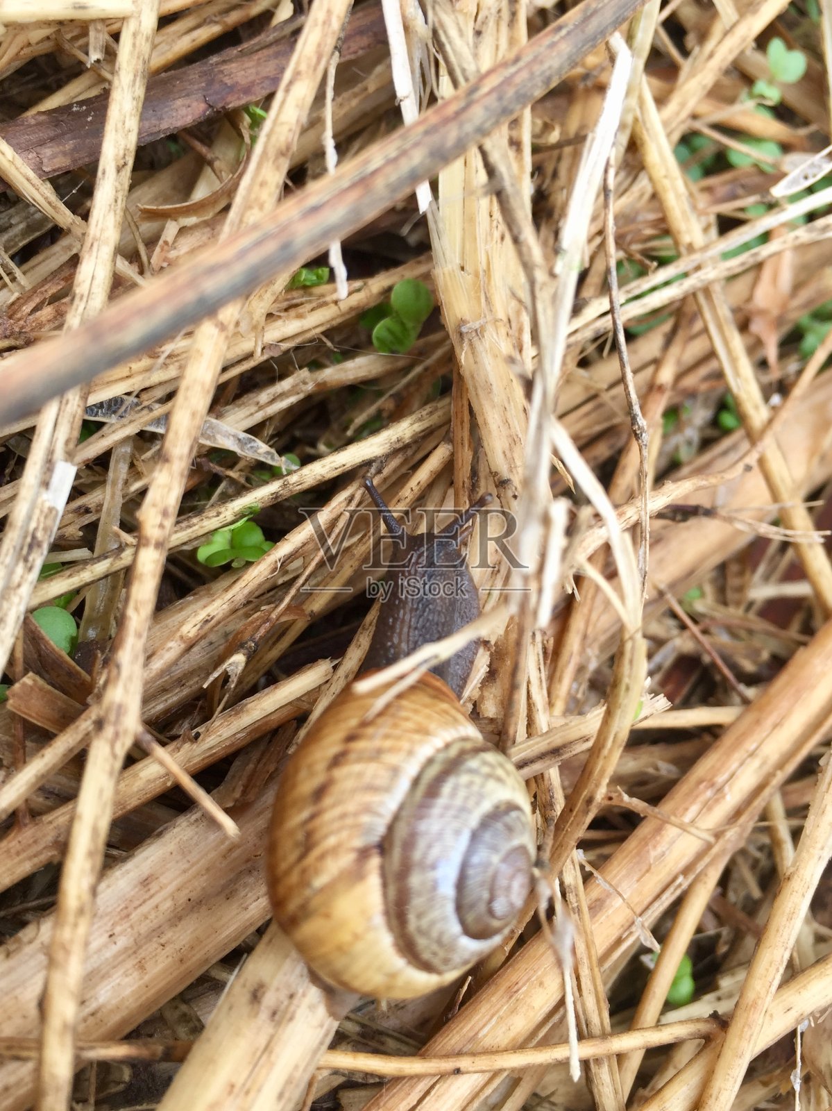 稻草里的蜗牛照片摄影图片