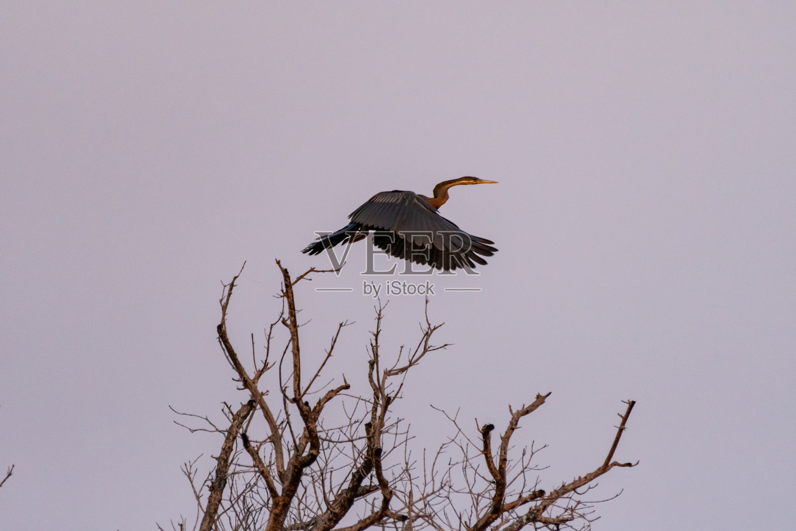 纳米比亚宽多河上的非洲飞镖照片摄影图片
