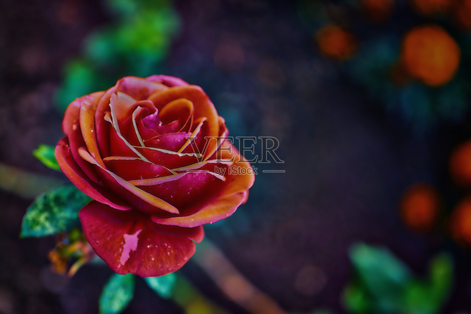 浪漫的红玫瑰为情人节贺卡,妇女节,婚礼邀请。模糊的深色背景用于拷贝空间。照片摄影图片