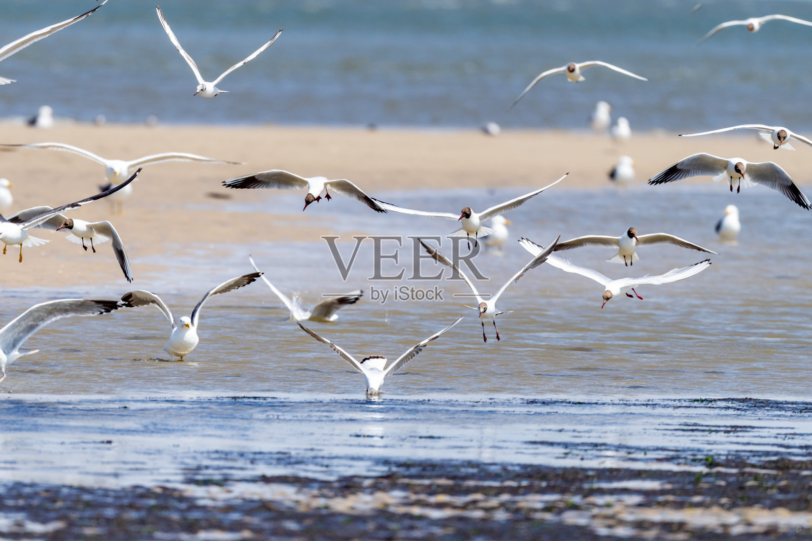 海鸥、燕鸥和其他海鸟在德国的阿姆鲁姆飞着寻找新鲜的鱼照片摄影图片