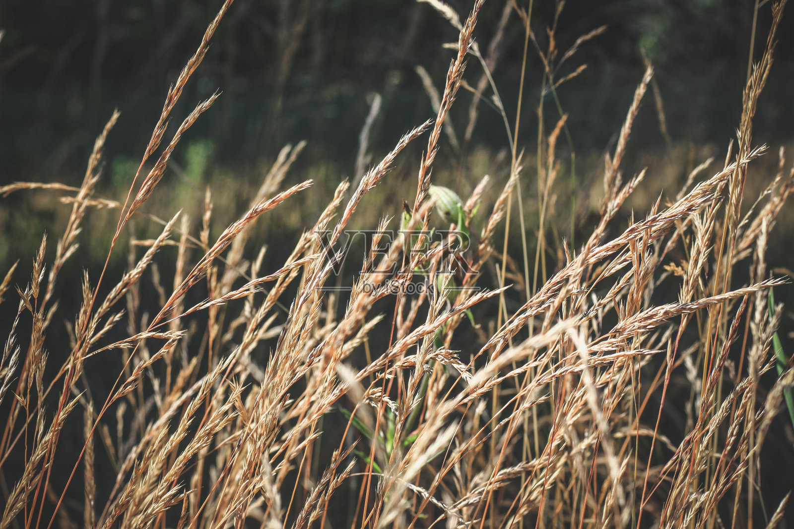 原野上被阳光晒成棕色的秋季枯草照片摄影图片