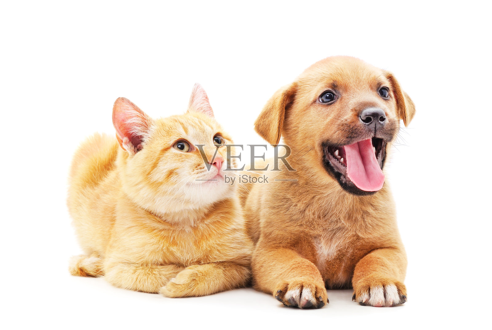 一只红狗和一只小猫。照片摄影图片