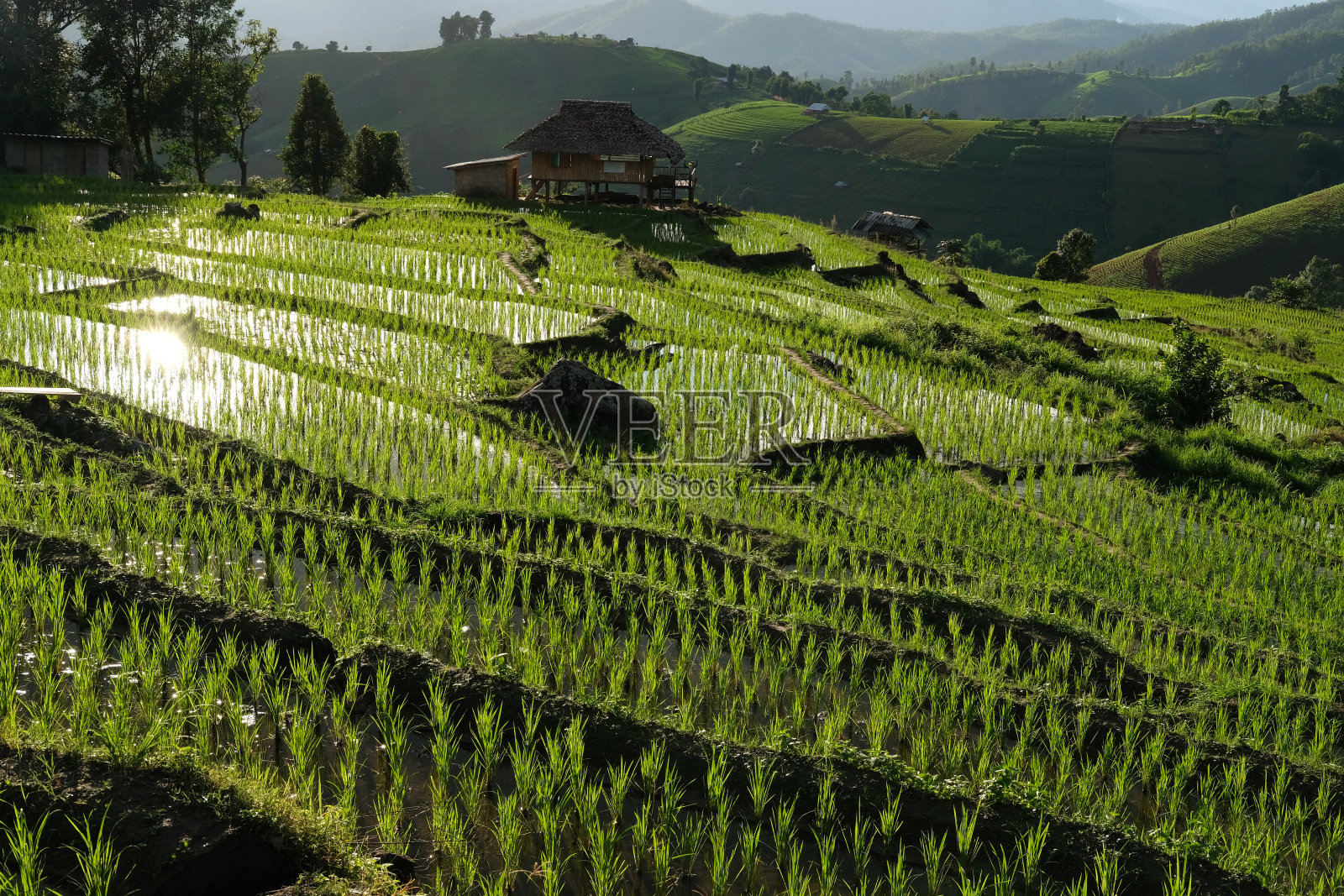 山上的稻田梯田照片摄影图片