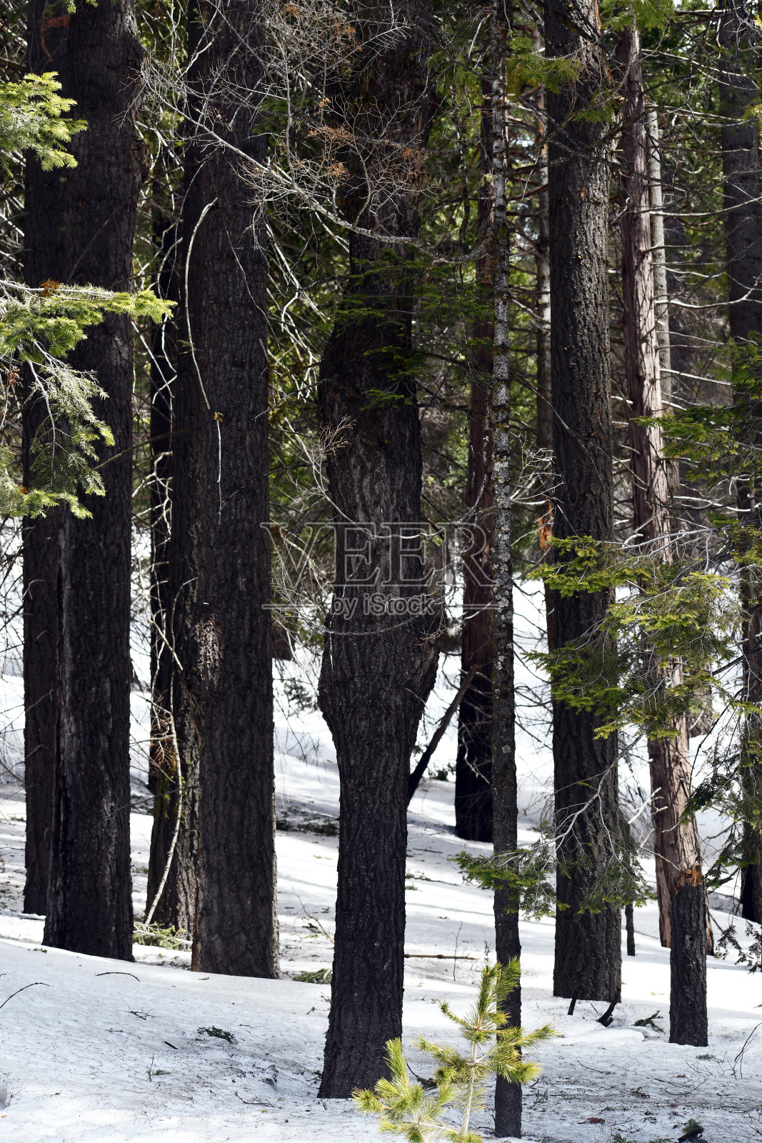 体验公园的新方式照片摄影图片