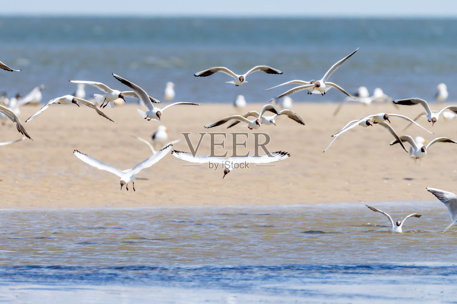 海鸥、燕鸥和其他海鸟在德国的阿姆鲁姆飞着寻找新鲜的鱼照片摄影图片