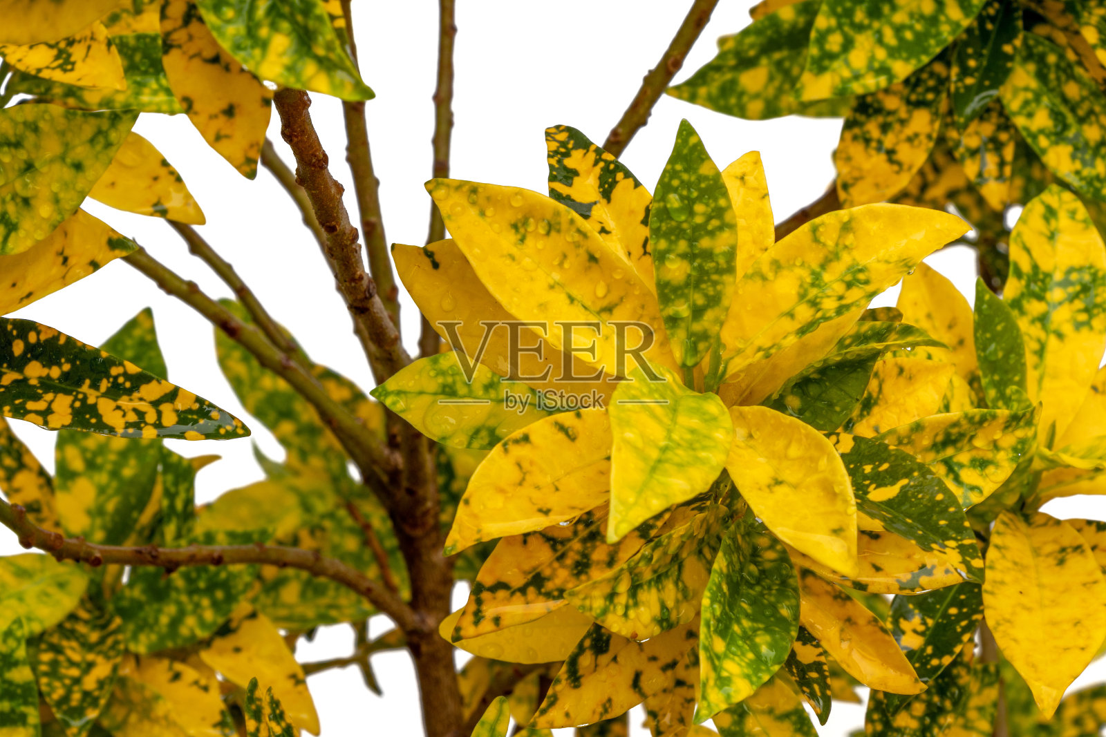 斑叶鬼椒的叶子,在白色的背景下,有鲜艳的绿色和黄色的叶子。照片摄影图片