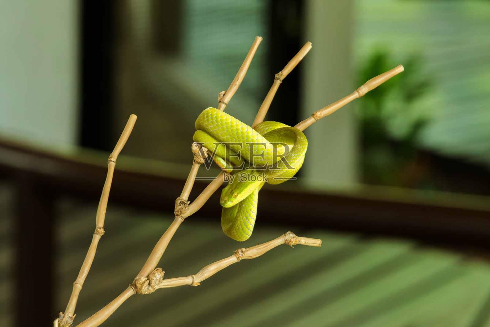 树枝上的白唇Pitviper照片摄影图片