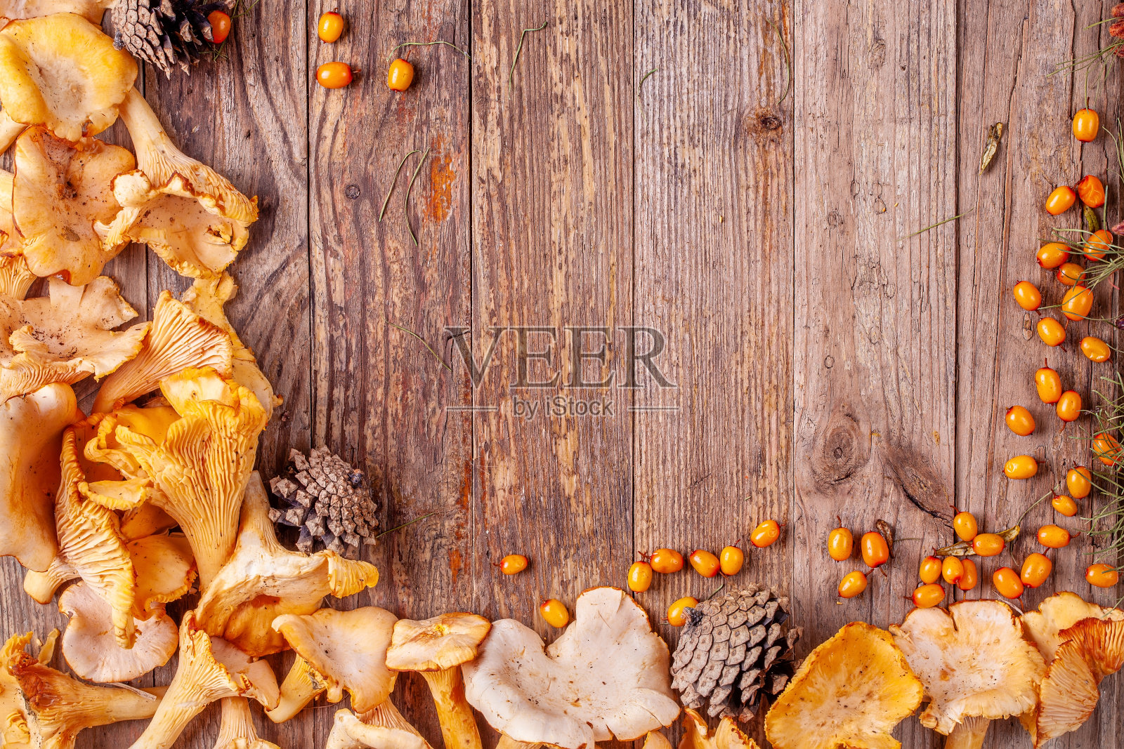 以鸡油菌和沙棘为背景的框架照片摄影图片